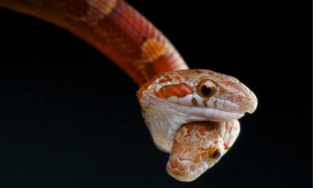 Two-Headed Snakes with Black Background