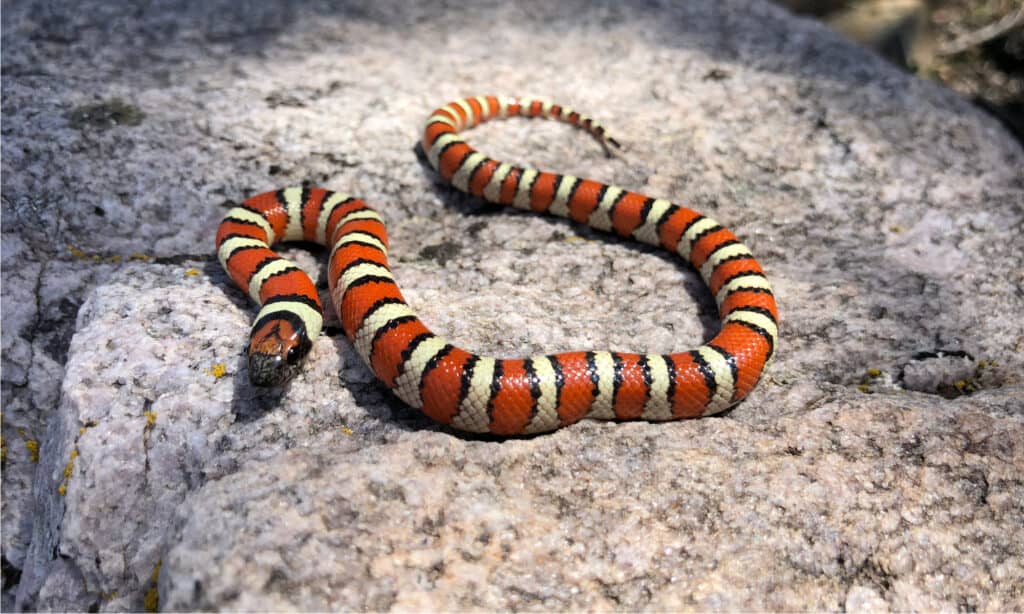 Coral Snakes in Texas