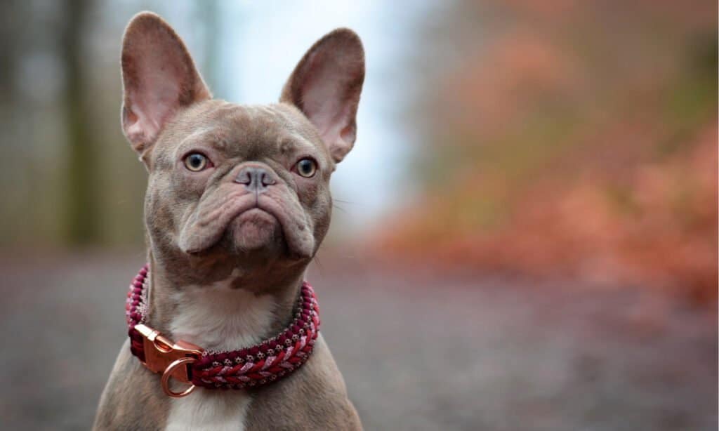 Lilac French Bulldog