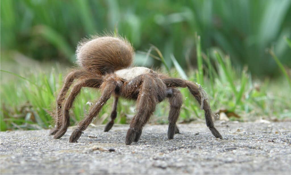 Texas brown tarantula (Aphonopelma hentzi)
