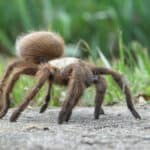 Texas brown tarantula