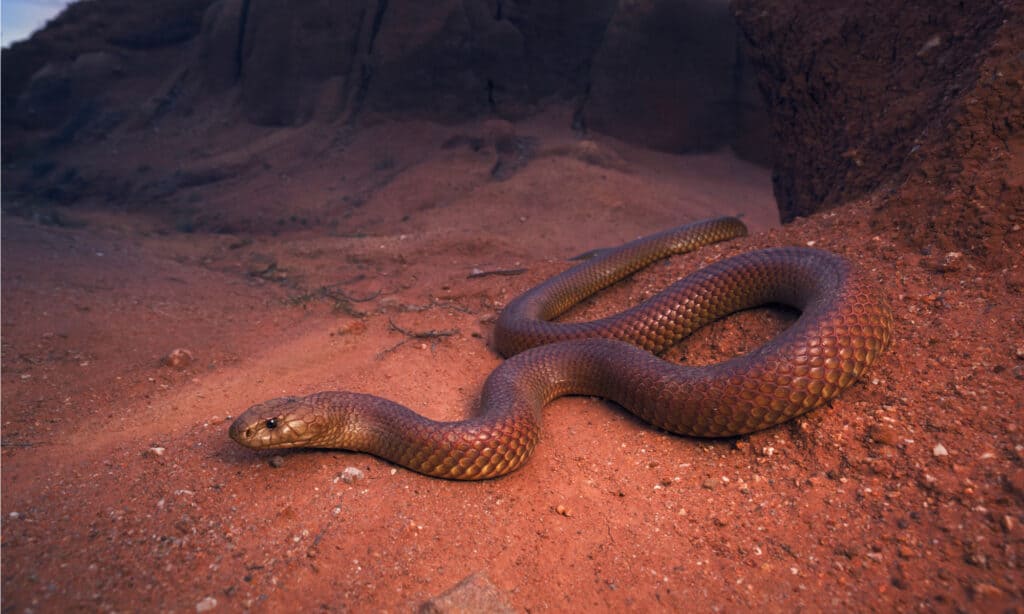 Mulga Snake - A-Z Animals