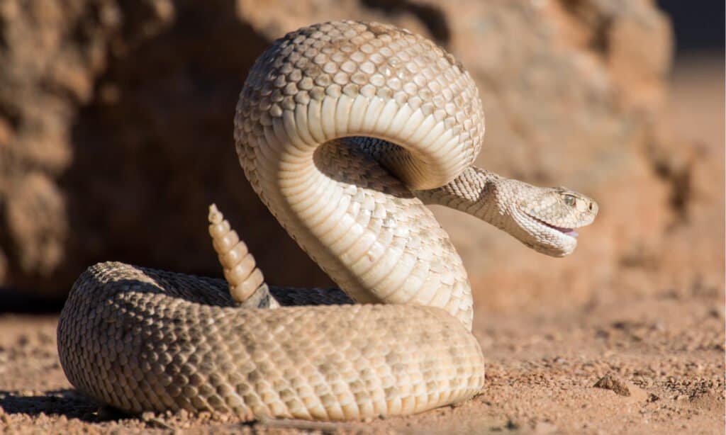 Avoid Rattlesnake While on Hikes - Diamondback Rattlesnake