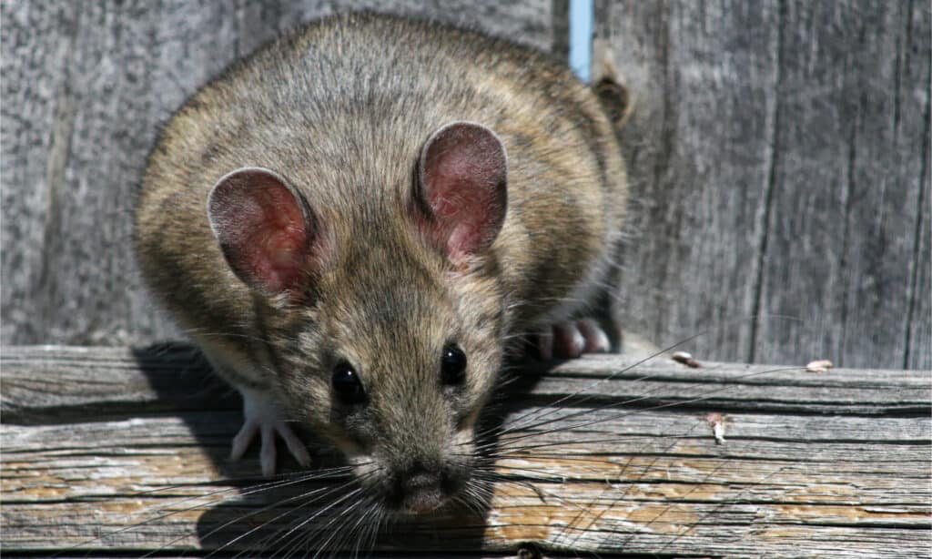 A bushy tailed woodrat