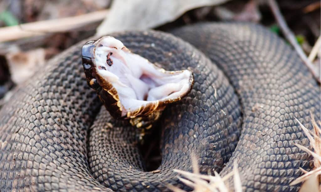 Cottonmouths are the only venomous pit vipers in the US.