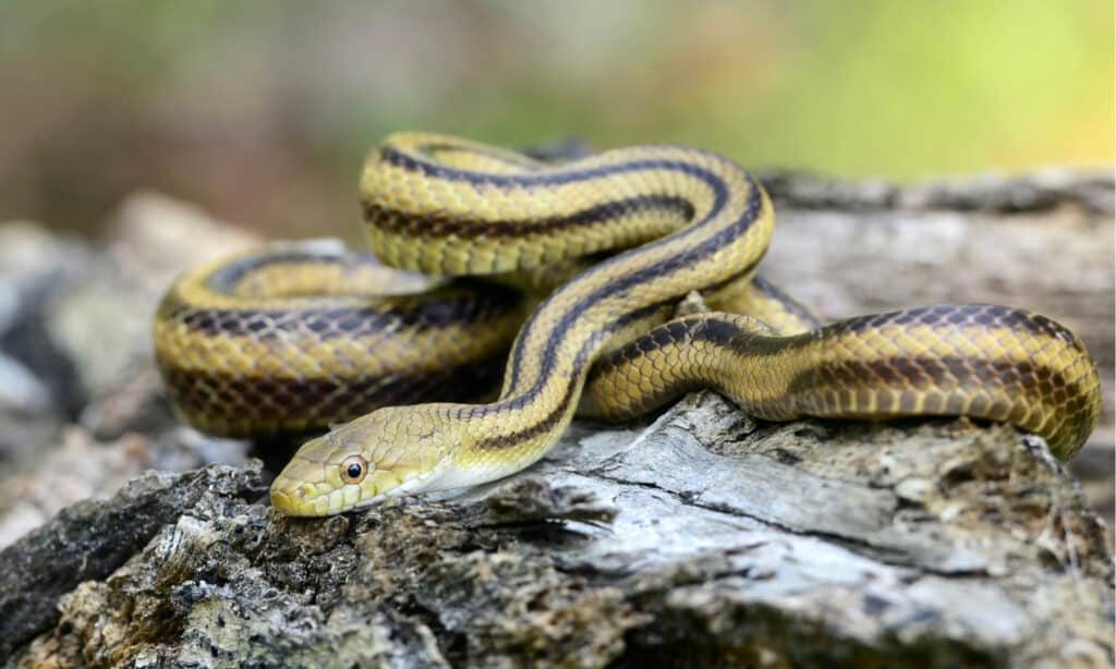 Yellow Rat Snake