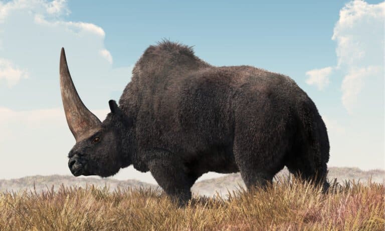 Rhino Horn - Elasmotherium