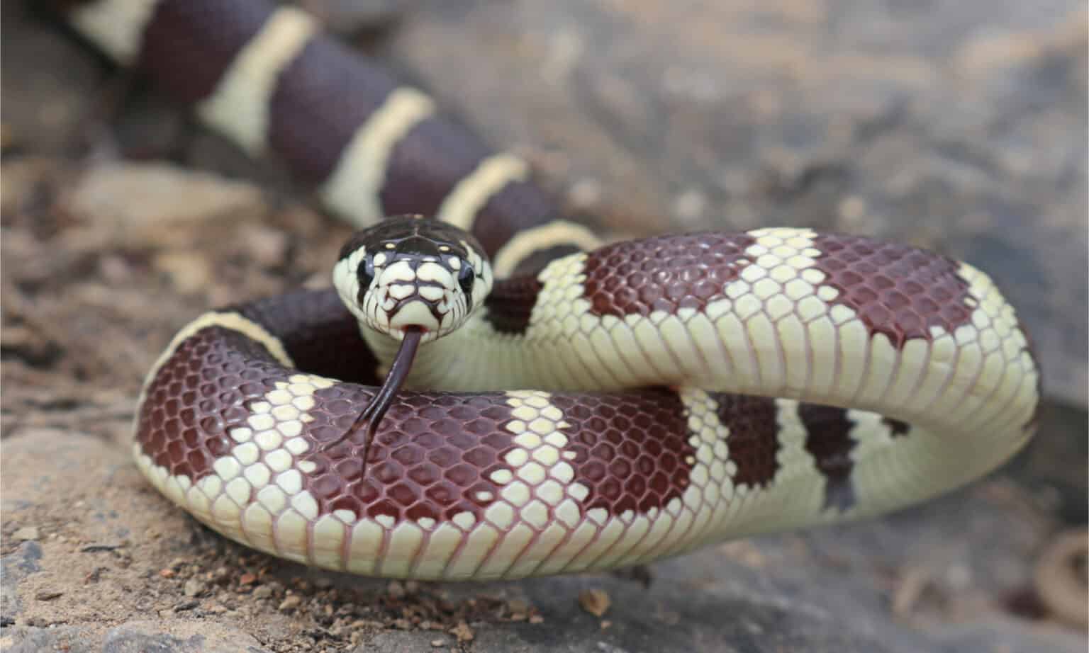 black and white striped snakes