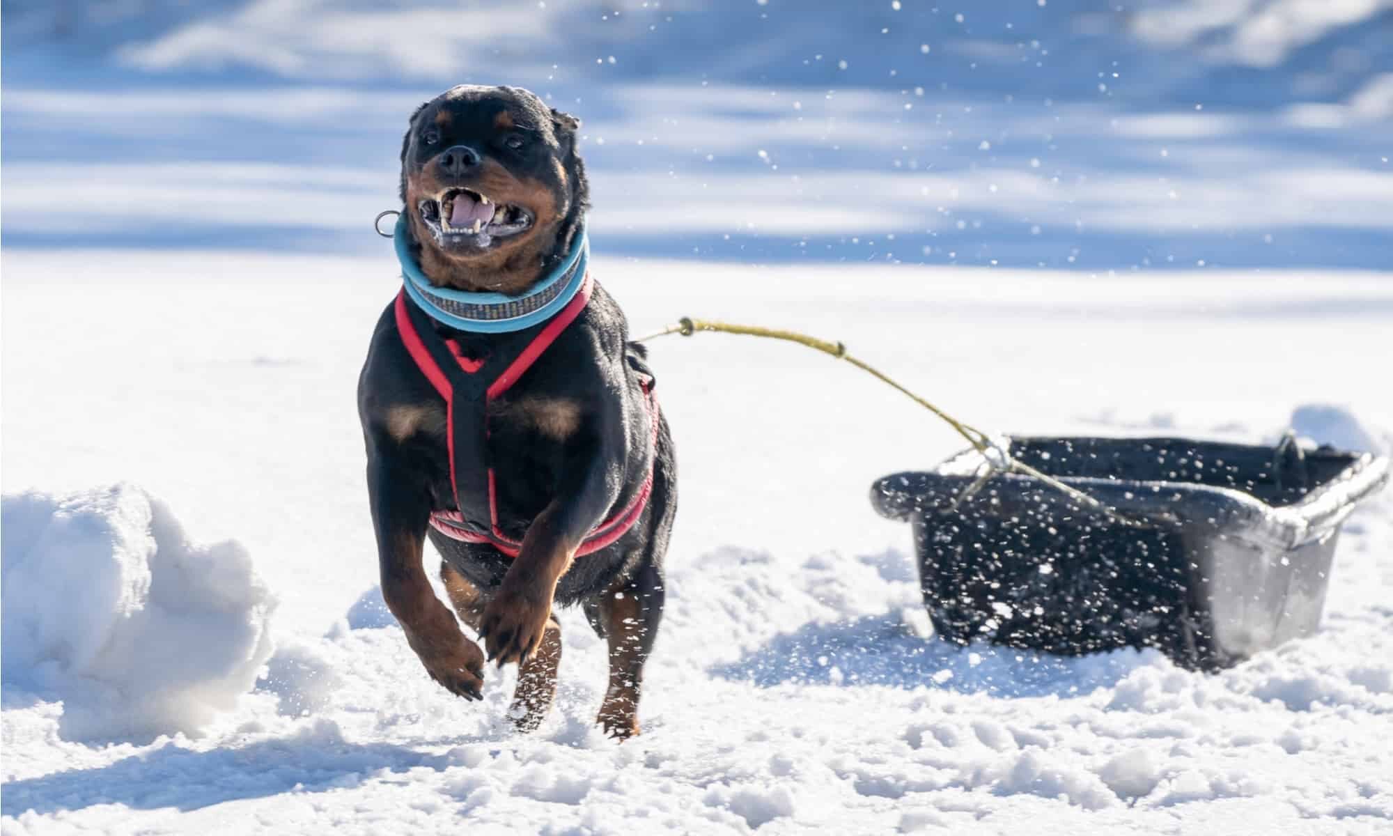 German Rottweiler - In snow