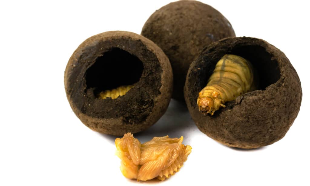 What Do Dung Beetles Eat - Dung Beetle Larva