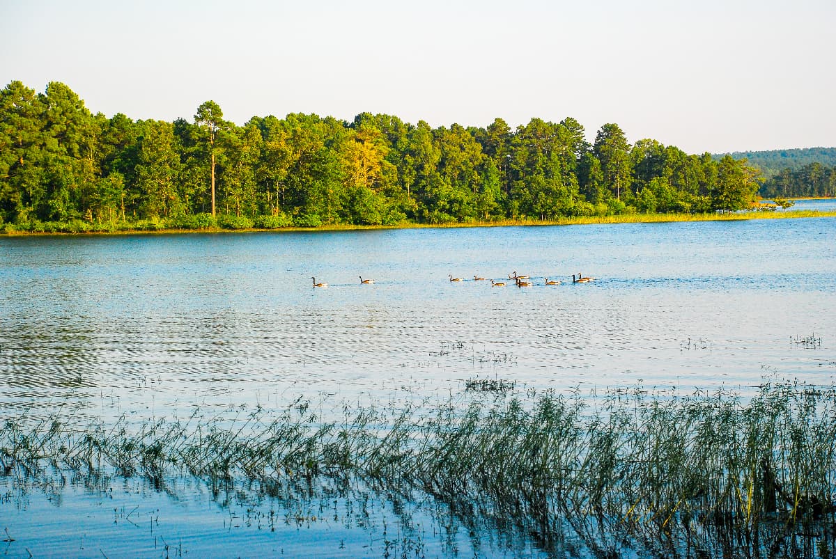 10 Fascinating Facts About Geese - A-Z Animals