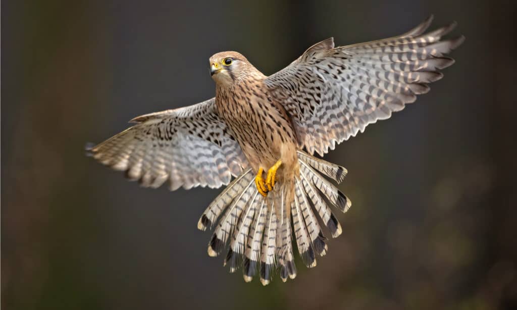The smallest falcon in North America is the kestrel, similar in size to the blue jay. 