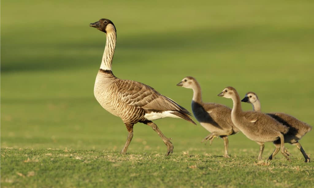 Hawaiian goose