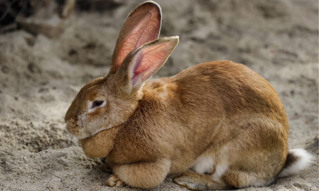 Flemish Giant Rabbit Colors: Rarest to Most Common - A-Z Animals