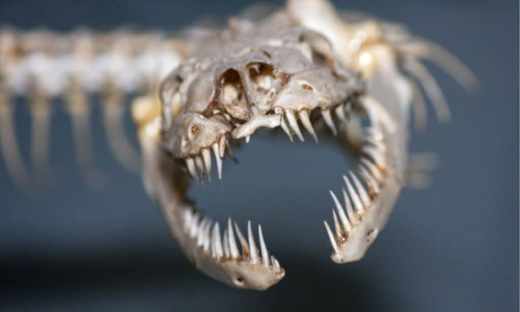 Snake Skeleton Closeup