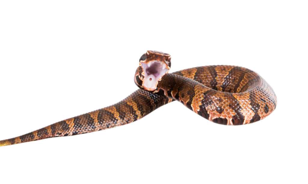 Copperhead Bite - Copperhead showing mouth and fangs