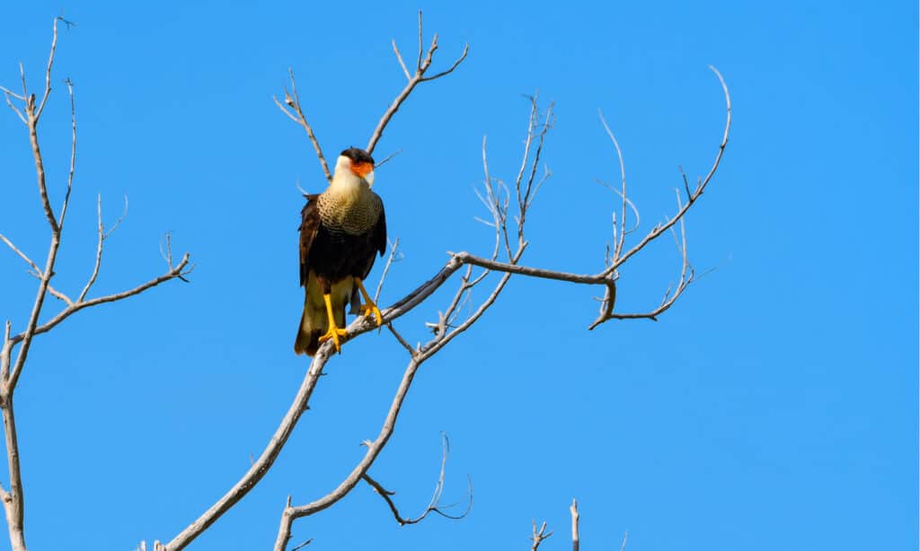 One Florida bird is the Mexican Eagle (Northern crested caracara)
