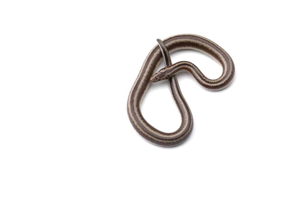 rosy boa