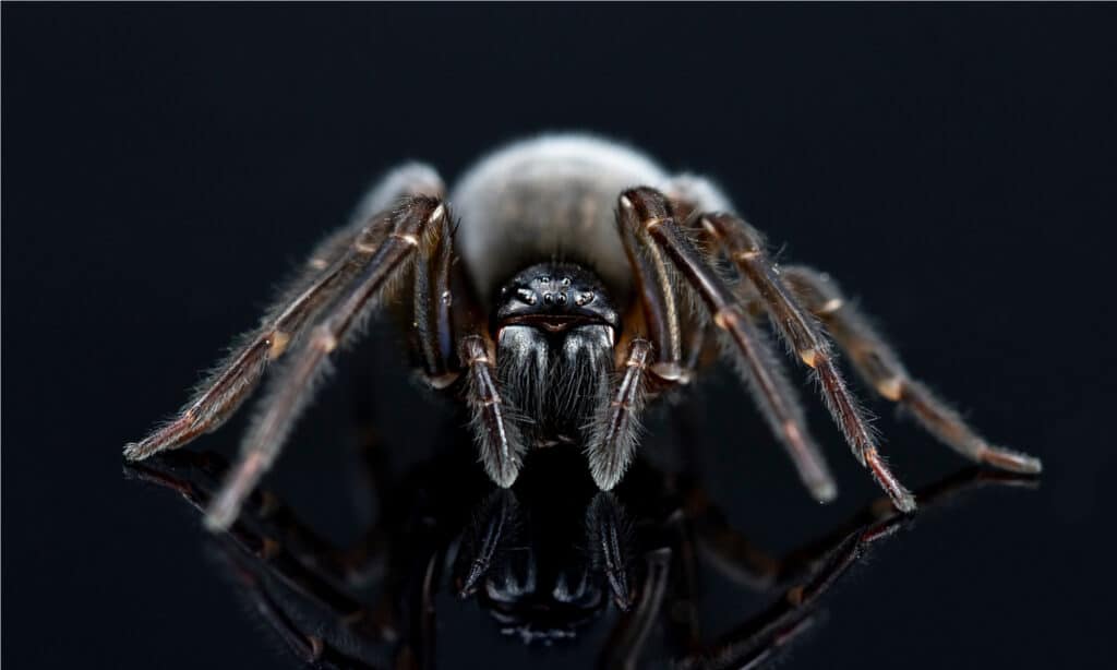 black lace weaver spider - on black background