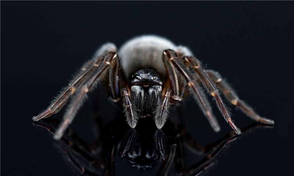 Daring Or Bold? N.H.'s New State Spider Tends To Hide From Humans