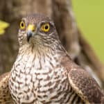 European Sparrowhawk