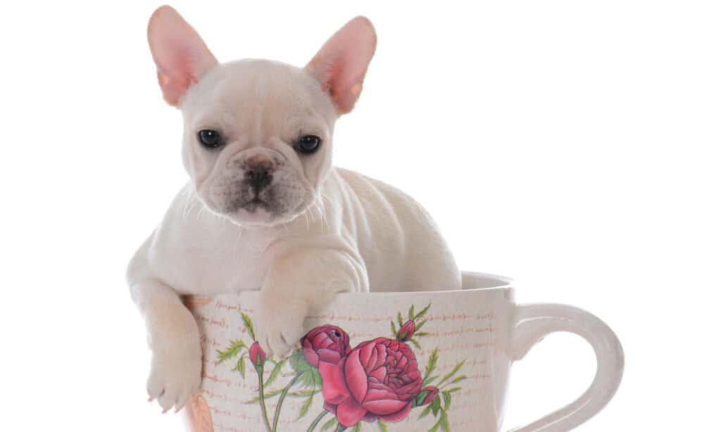 French Bulldog in Teacup