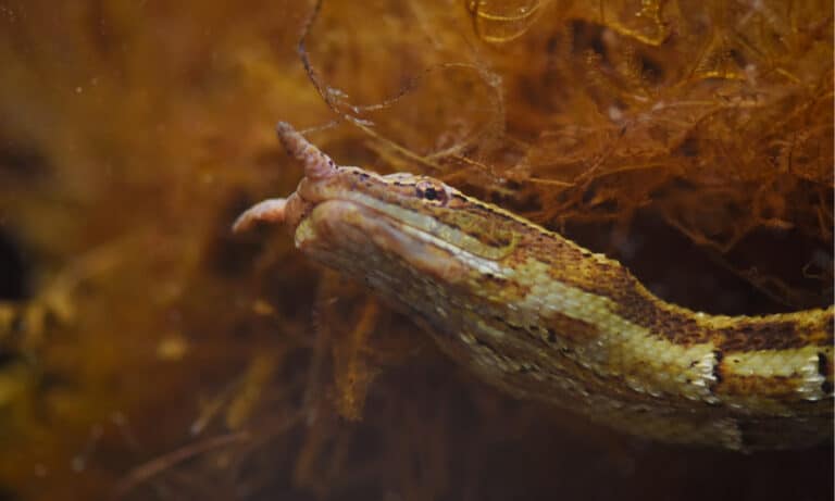 Weirdest Snakes - Tentacled Snake
