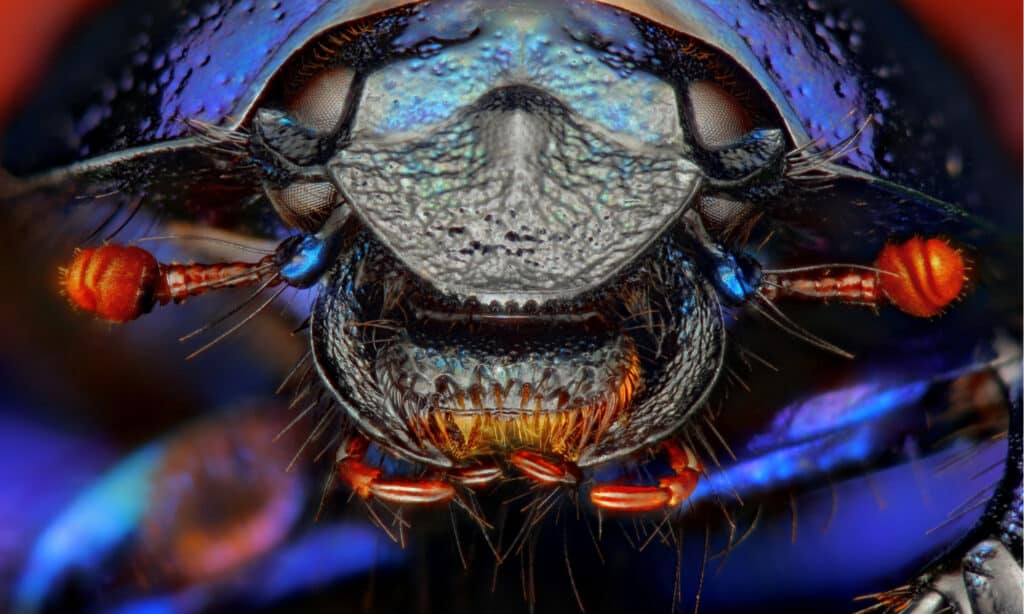 Dung Beetle Close Up