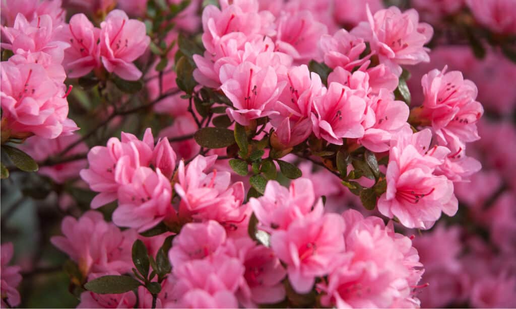 Rhododendron vs Azalea