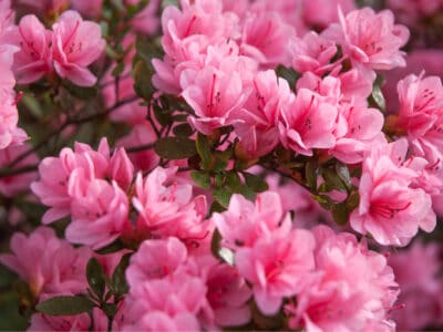 A Azaleas: Meaning, Symbolism, and Proper Occasions