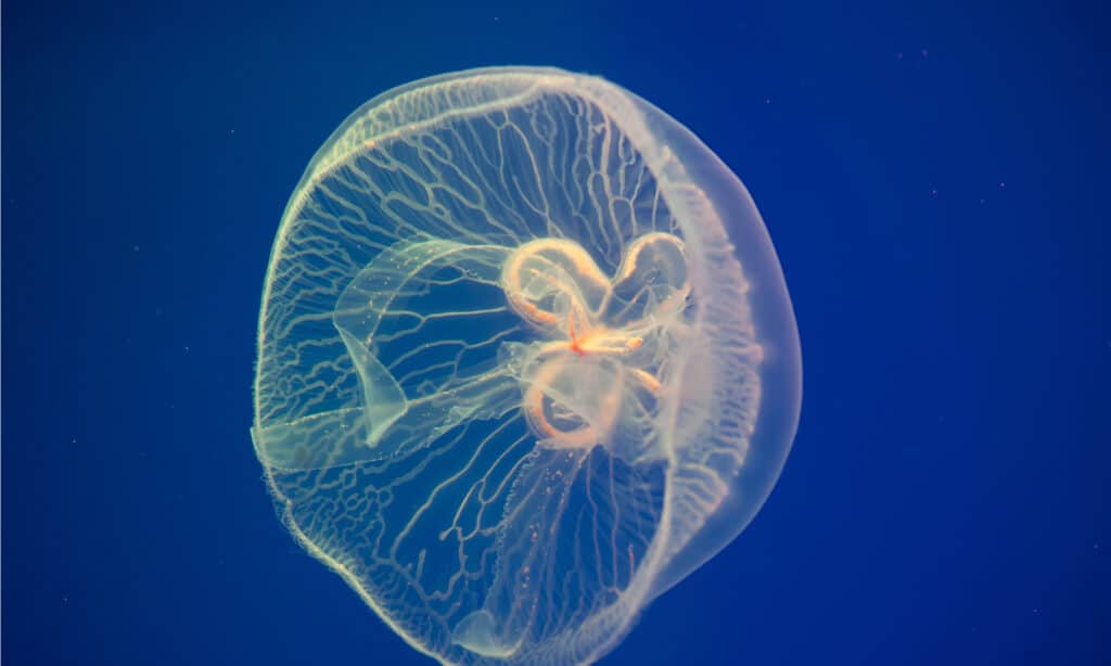 moon jellyfish