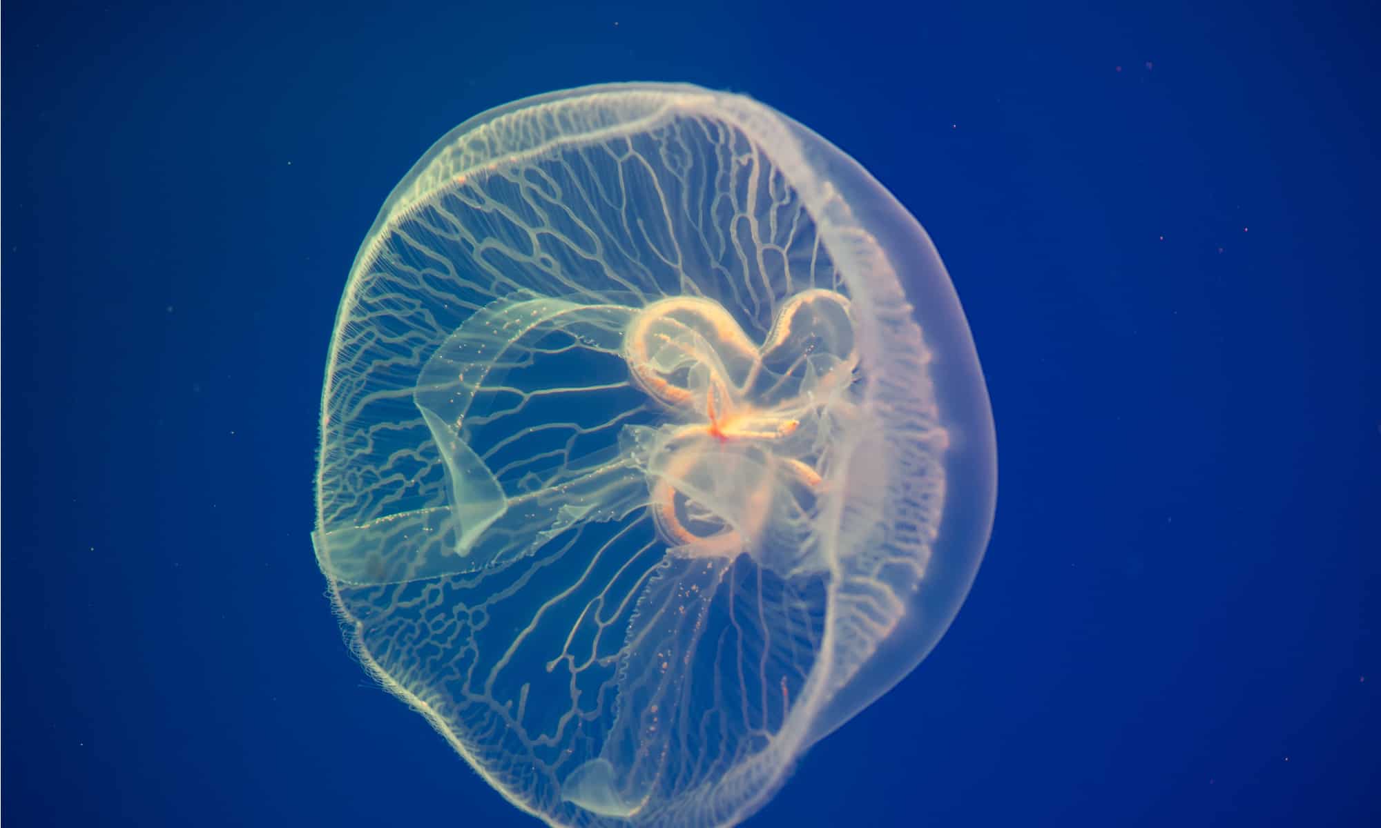 Jellyfish vs Man O’ War: What Are 8 Key Differences? - AZ Animals