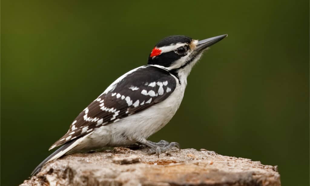 A male hairy woodpecker sitting on top of a cut-off tree