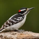 Hairy Woodpecker