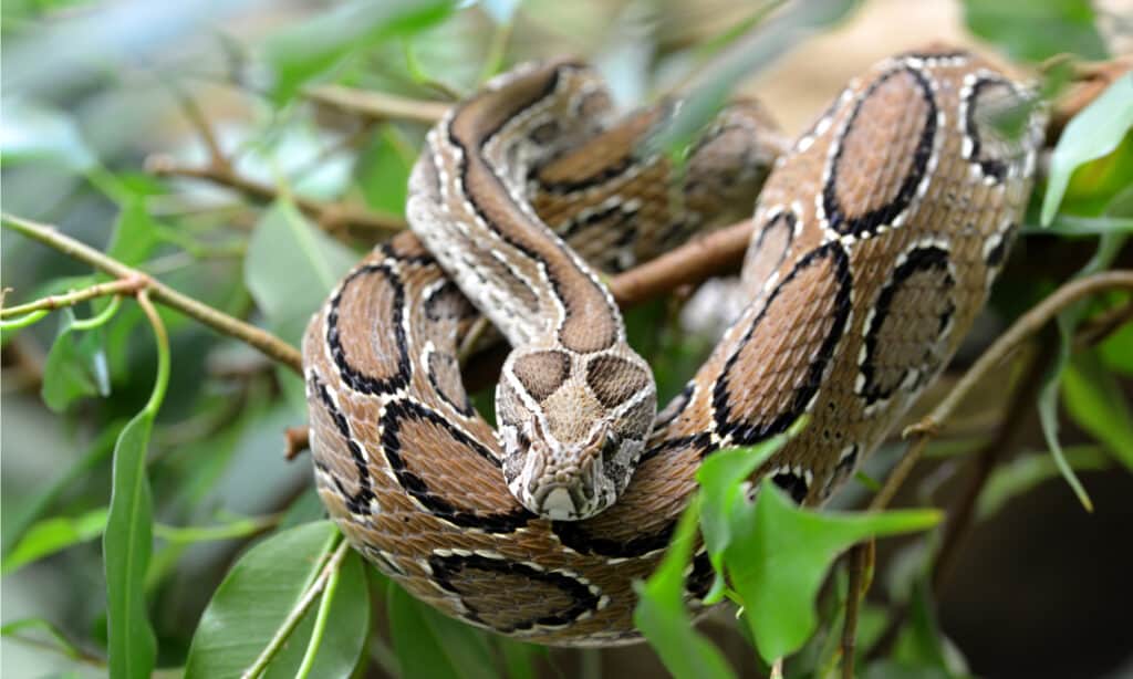 งูที่อันตรายที่สุด - งูไวเปอร์ของรัสเซล