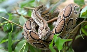 Russell’s Viper Bite: Why it has Enough Venom to Kill 22 Humans & How to Treat It Picture