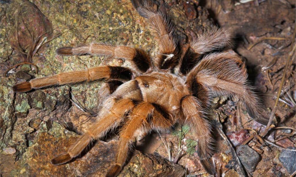 one of the largest animals in Nevada is the huge desert tarantula which surprisingly isn't particularly dangerous to humans