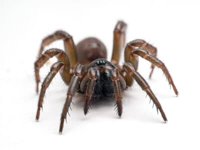 Trapdoor spider Picture