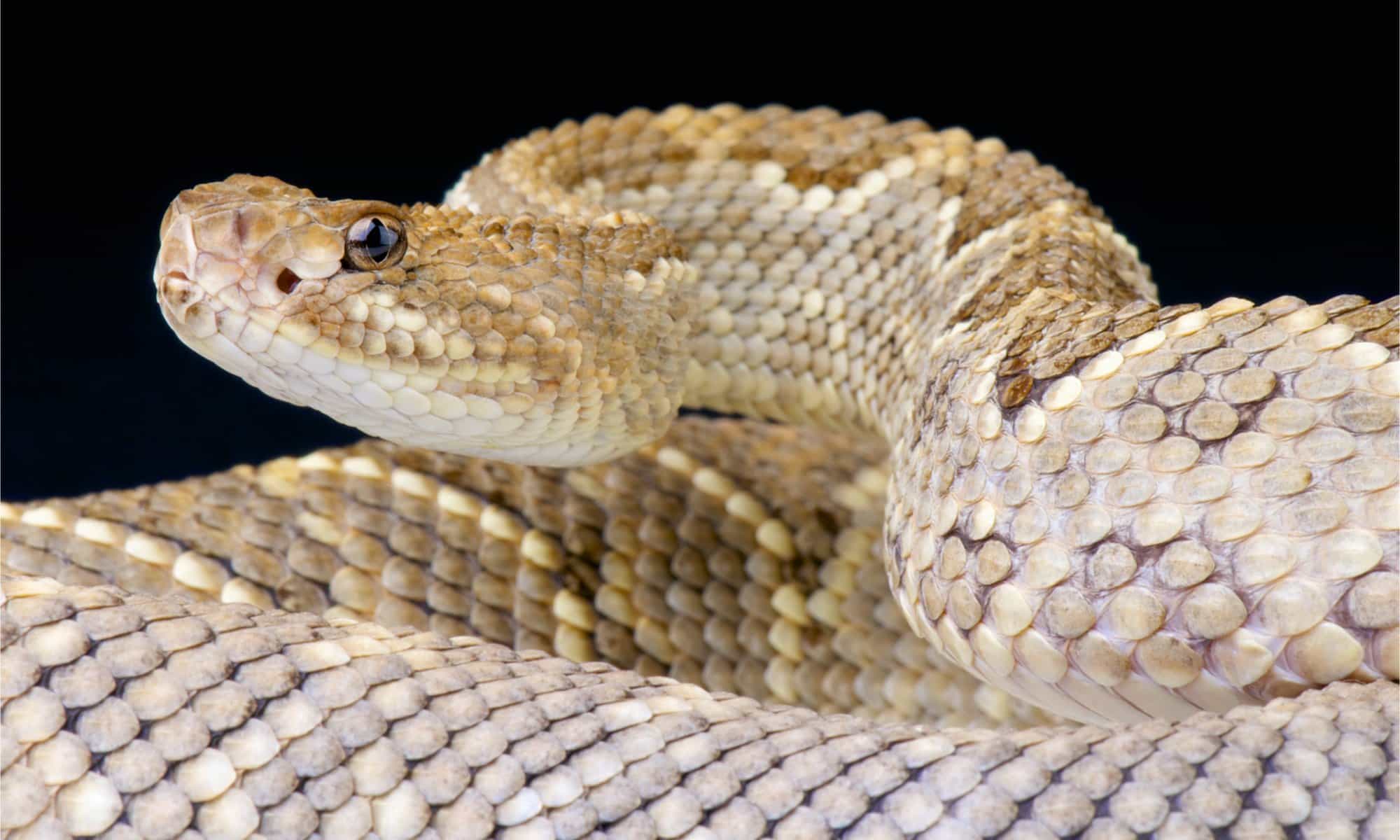 cascabel-animal-facts-crotalus-durissus-az-animals