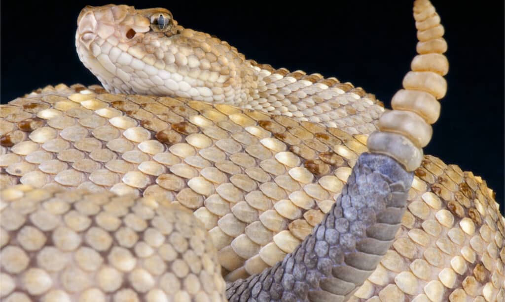 Aruba rattlesnake