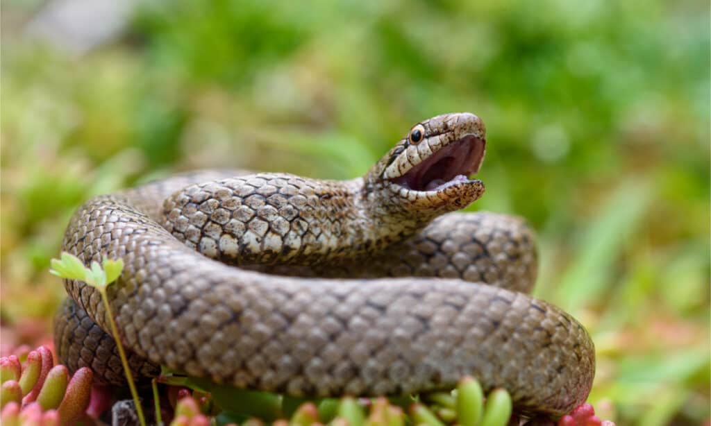 A smooth snake with its mouth open
