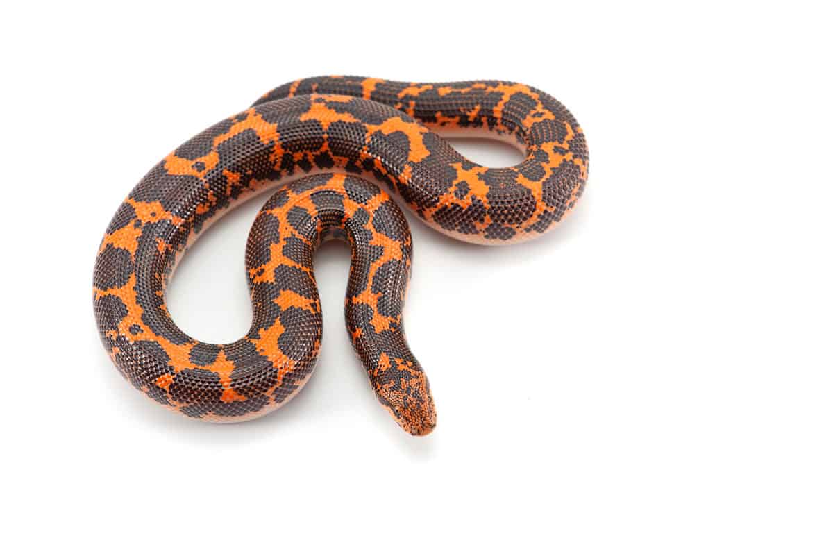 Kenyan Sand Boa - A-Z Animals