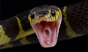 Black and Yellow Water Snakes: Are They Dangerous? Picture