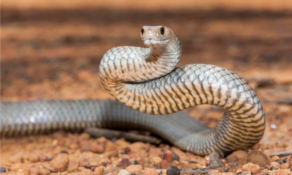 Eastern Brown Snake bite