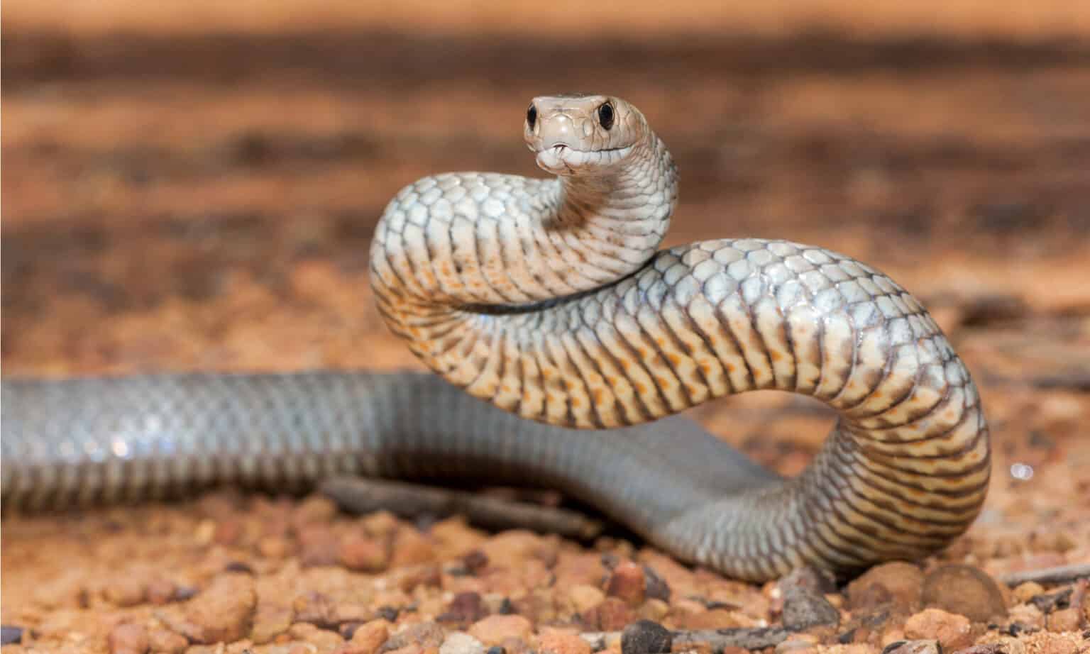 10 Brown Snakes In Australia: What They Are And Where They Live - A-Z ...