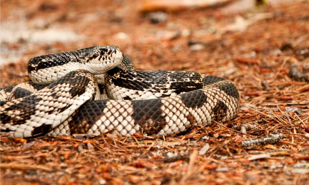 Гремучие змеи в Луизиане