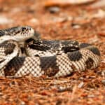 Pine snake