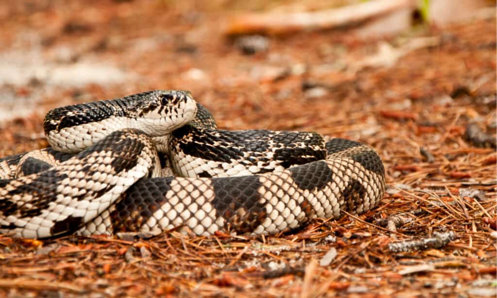 Pine Snake