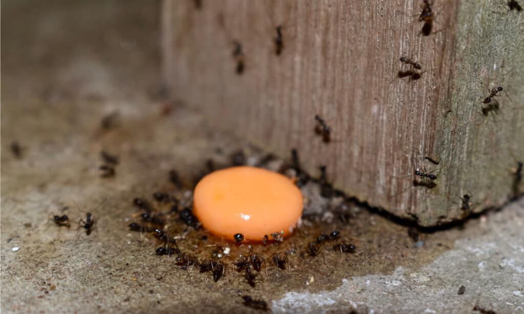 Asian Needle Ants on Floor 