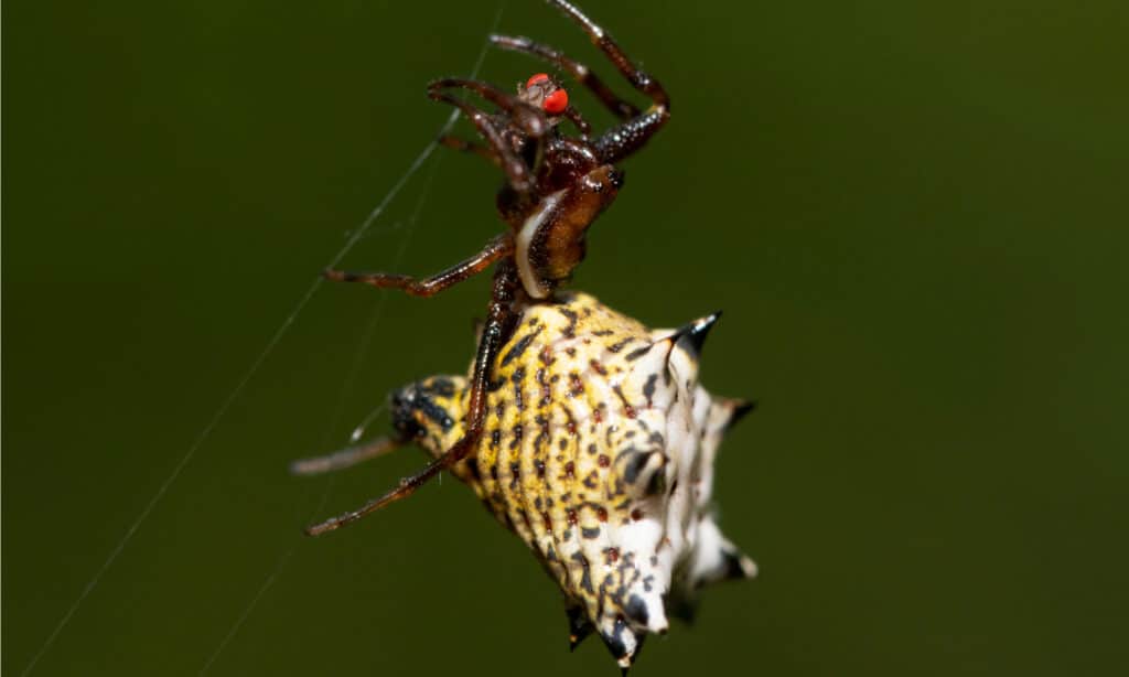 White Micrathena - Eating Fly